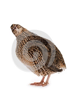 Japanese quail