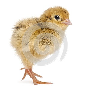 Japanese Quail, also known as Coturnix Quail