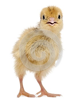 Japanese Quail, also known as Coturnix Quail