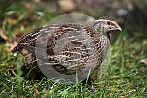 Japanese quail (Coturnix japonica).