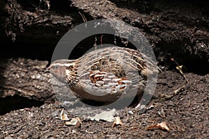 Japanese quail (Coturnix japonica).