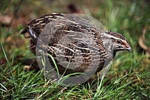 Japanese quail (Coturnix japonica).