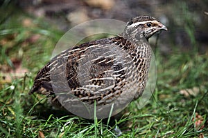 Japanese quail (Coturnix japonica). photo