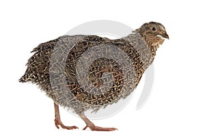 Japanese quail isolated on white