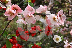 Japanese Quince