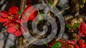 Japanese quince in bloom