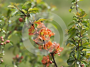 Japanese quince blooming in the spring garden