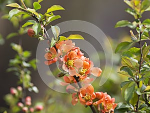 Japanese quince blooming in the spring garden
