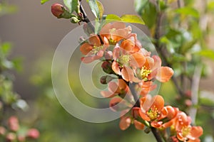 Japanese quince blooming in the spring garden