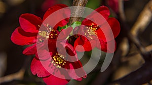 Japanese quince blossom