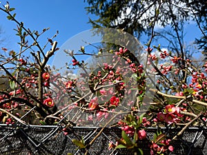 Japanese quince blossom in spring time with blue sky