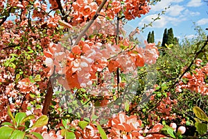 Japanese quince blossoming