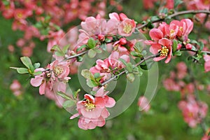 Japanese quince branch