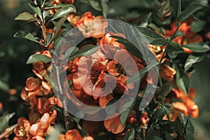 japanese quince (chaenomeles) flowers. bright red pink flowers in full bloom on quince tree with green leaves