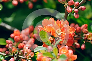 Japanese Quince (Chaenomeles) Flowers on Shrub photo