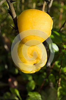 Japanese quince (Chaenomeles) fruits photo