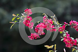 Japanese Quince (Chaenomeles japonica