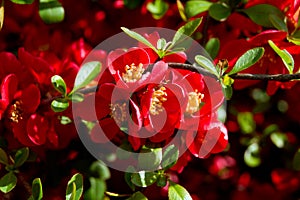 Japanese Quince (Chaenomeles japonica) photo