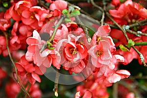 Japanese quince, or Chaenomeles japonica flowers at springtime
