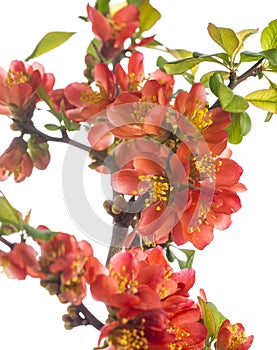 Japanese ,Quince, Chaenomeles japonica photo