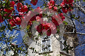 Japanese quince or Chaenomeles speciosa branch - blossoming in springtime