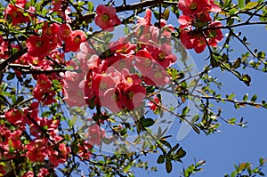 Japanese quince or Chaenomeles speciosa branch - blossoming in springtime