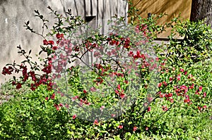 Japanese quince or Chaenomeles speciosa branch - blossoming in springtime