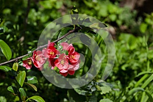 Japanese quince or Chaenomeles speciosa branch - blossoming in springtime