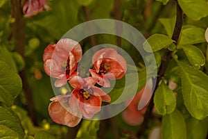 Japanese quince or Chaenomeles speciosa branch - blossoming in springtime, Sofia