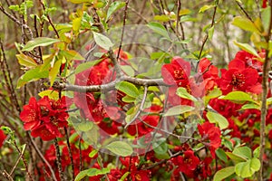 Japanese quince crimson and gola or Chaenomeles X Superba plant in Saint Gallen in Switzerland