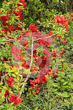 Japanese quince crimson and gola or Chaenomeles X Superba plant in Saint Gallen in Switzerland