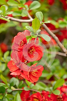 Japanese quince crimson and gola or Chaenomeles X Superba plant in Saint Gallen in Switzerland