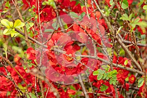 Japanese quince crimson and gola or Chaenomeles X Superba plant in Saint Gallen in Switzerland