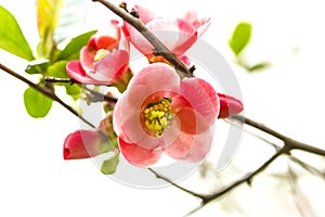 Japanese Quince flower