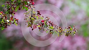 Japanese quince flowers booming in the morning of springtime