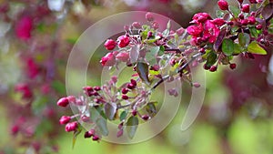 Japanese quince flowers booming in springtime, New England, USA