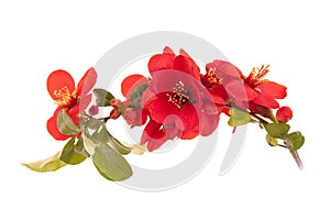 Japanese Quince Tree photo