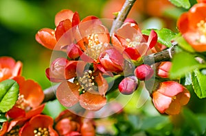 Japanese Quince tree photo