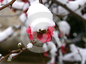 Japanese quince under spring snow. photo