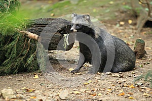 Japanese raccoon dog