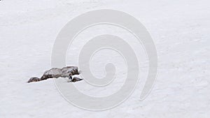 Japanese Raicho Ptarmigan bird stand on snow by the rock, Tateyama, Toyama