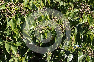 JAPANESE RAISIN FRUIT ON A TREE DEVELOPING IN SUMMER