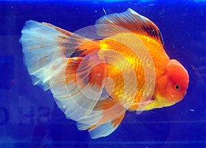Japonec zlatá rybka 