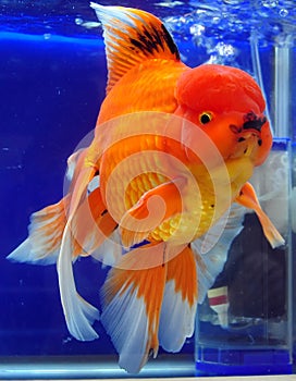 Japonec zlatá rybka 