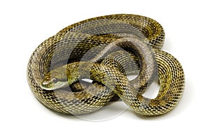 Japanese rat snake photo