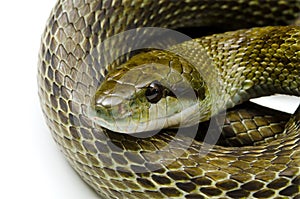 Japanese rat snake