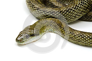 Japanese rat snake photo