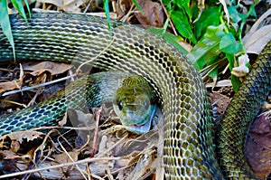 Japanese rat snake