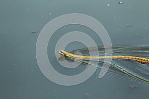 Japanese Rat Snake