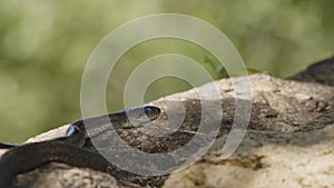 Japanese Rat Snake Basking in the Sun.